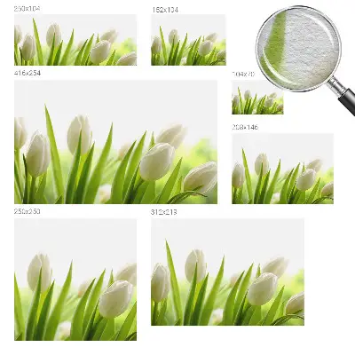 Fototapete fürs Kinderzimmer mit Motiv weißer Tulpen