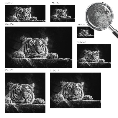 Motivtapete Raubtierblick