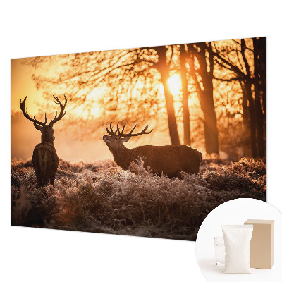 Fototapete nach Maß Rehe am Morgen