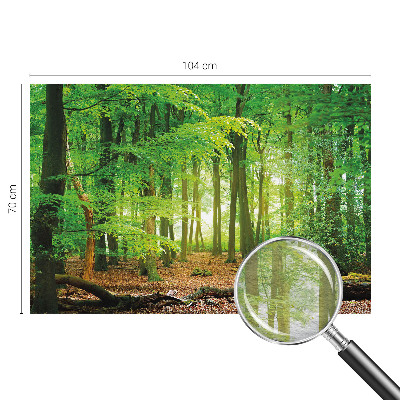 Fototapete fürs Schlafzimmer Grüner Wald