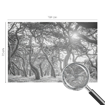 Fototapete fürs Kinderzimmer Atmosphärischer Wald