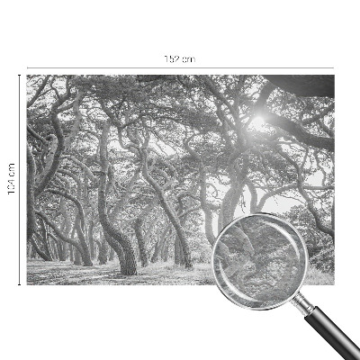 Fototapete fürs Kinderzimmer Atmosphärischer Wald