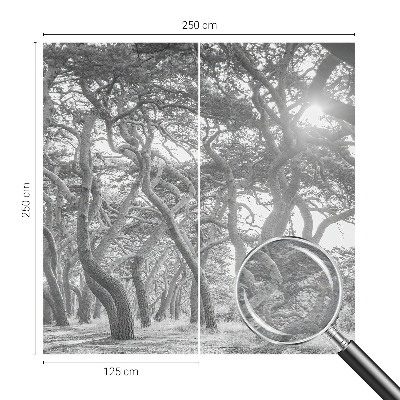Fototapete fürs Kinderzimmer Atmosphärischer Wald