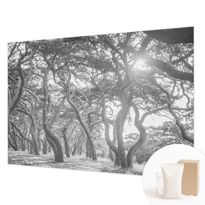 Fototapete fürs Kinderzimmer Atmosphärischer Wald