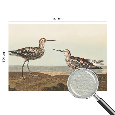 Fototapete fürs Kinderzimmer Vogelsilhouetten