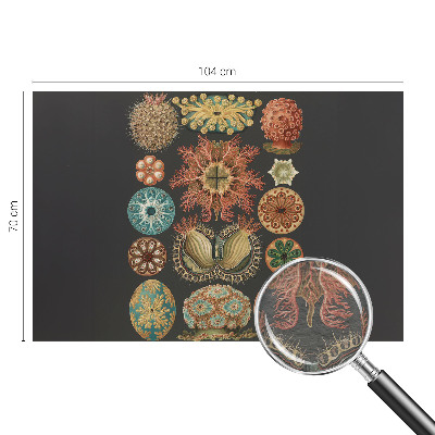 Fototapete aus Vlies Inspirationen aus dem Meer