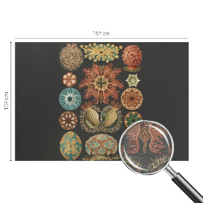 Fototapete aus Vlies Inspirationen aus dem Meer