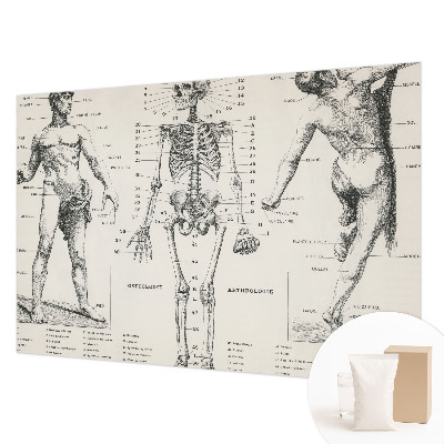 Fototapete mit klassischer Anatomie als Motiv