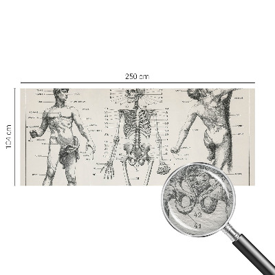 Fototapete mit klassischer Anatomie als Motiv