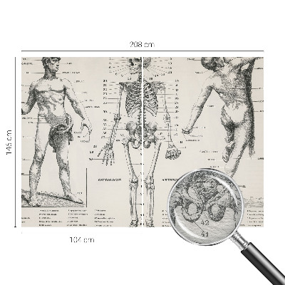 Fototapete mit klassischer Anatomie als Motiv