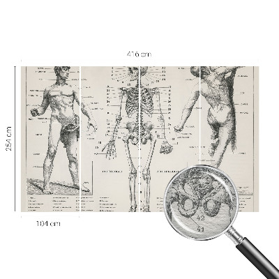 Fototapete mit klassischer Anatomie als Motiv