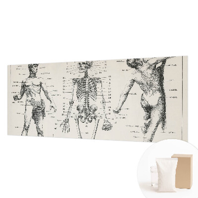 Fototapete mit klassischer Anatomie als Motiv