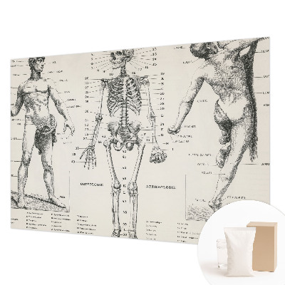 Fototapete mit klassischer Anatomie als Motiv