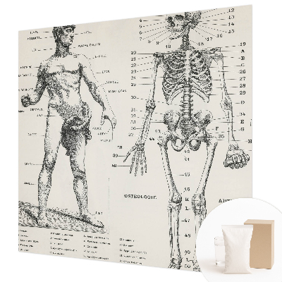 Fototapete mit klassischer Anatomie als Motiv