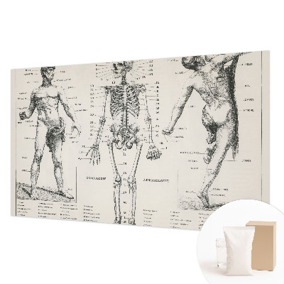 Fototapete mit klassischer Anatomie als Motiv