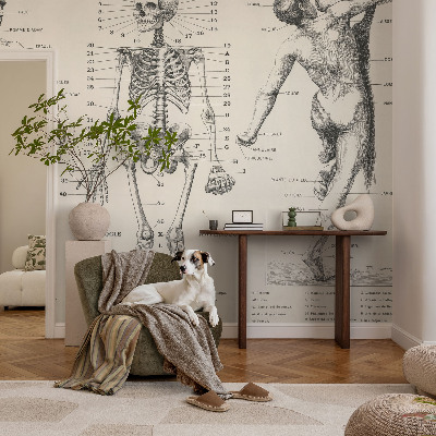 Fototapete mit klassischer Anatomie als Motiv