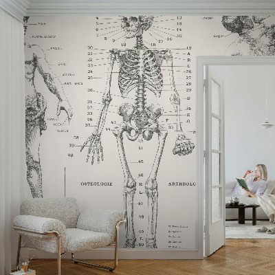 Fototapete mit klassischer Anatomie als Motiv