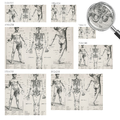 Fototapete mit klassischer Anatomie als Motiv