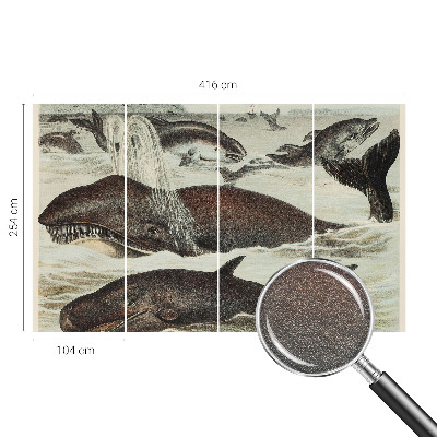 Fototapete fürs Kinderzimmer Meerestiere