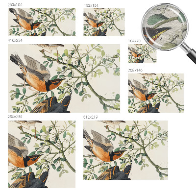 Fototapete aus Vlies Bunte Vögel