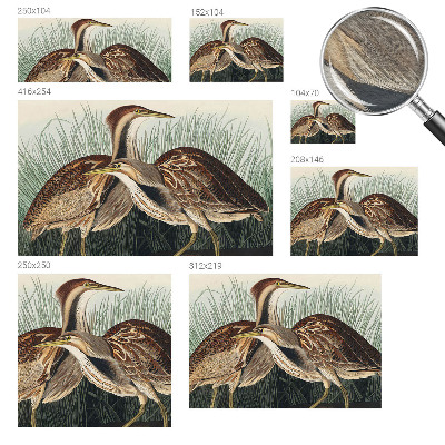 Wandtapete mit realistischen Vogelmotiven