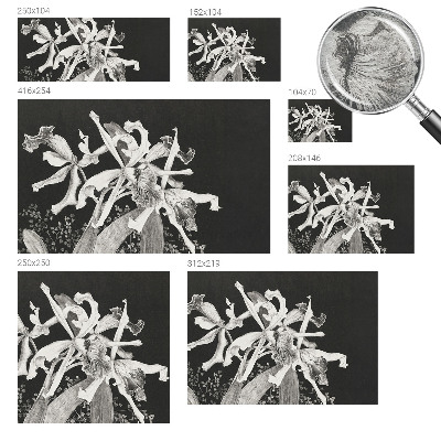 Fototapete fürs Kinderzimmer Orchideenillustration