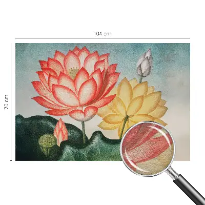 Fototapete mit Motiv von Lotusblumen