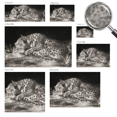 Fototapete fürs Kinderzimmer Leopard ruht