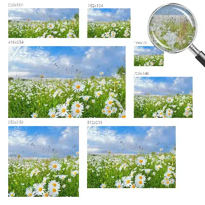 Selbstklebende Fototapete für die Wand mit Motiv einer Sommerwiese