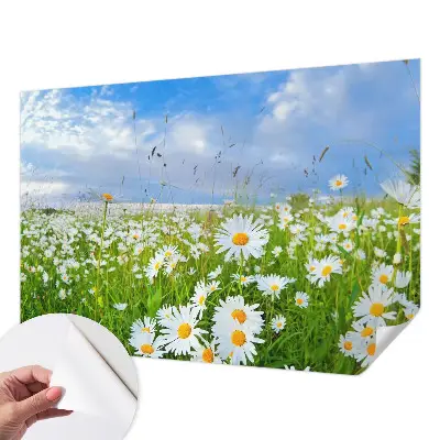 Selbstklebende Fototapete für die Wand mit Motiv einer Sommerwiese
