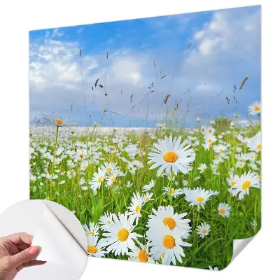 Selbstklebende Fototapete für die Wand mit Motiv einer Sommerwiese