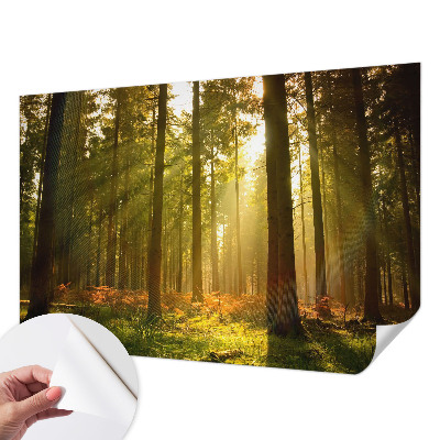 Fototapete in 3D-Optik mit dem Motiv „Waldmorgen“
