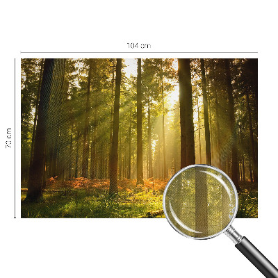 Fototapete in 3D-Optik mit dem Motiv „Waldmorgen“