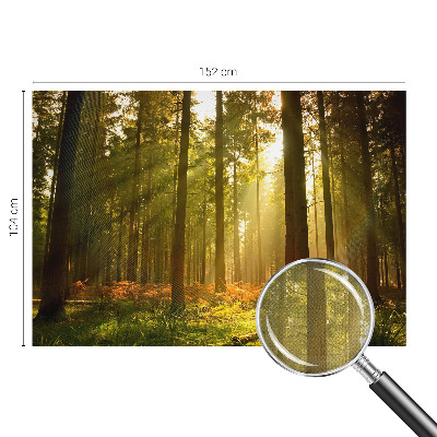 Fototapete in 3D-Optik mit dem Motiv „Waldmorgen“