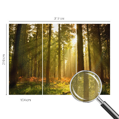 Fototapete in 3D-Optik mit dem Motiv „Waldmorgen“