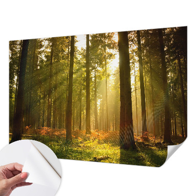 Fototapete in 3D-Optik mit dem Motiv „Waldmorgen“