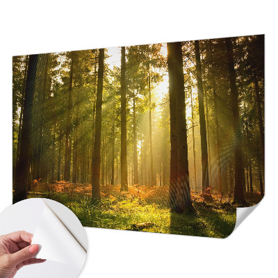 Fototapete in 3D-Optik mit dem Motiv „Waldmorgen“