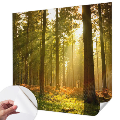 Fototapete in 3D-Optik mit dem Motiv „Waldmorgen“