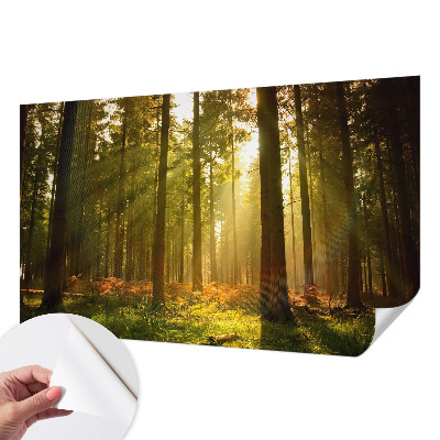 Fototapete in 3D-Optik mit dem Motiv „Waldmorgen“