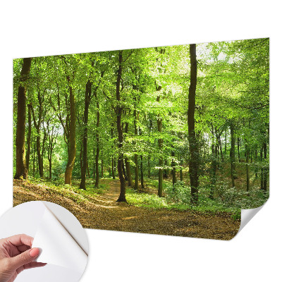 Selbstklebende Fototapete für die Wand mit einem natürlichen Weg-Motiv