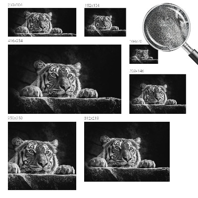 Hochwertige Bildtapete Raubtierblick