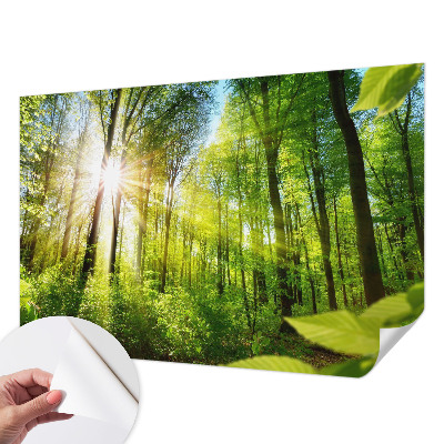 Selbstklebende Fototapete fürs Kinderzimmer mit Waldlicht-Motiv