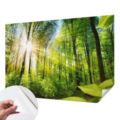 Selbstklebende Fototapete fürs Kinderzimmer mit Waldlicht-Motiv