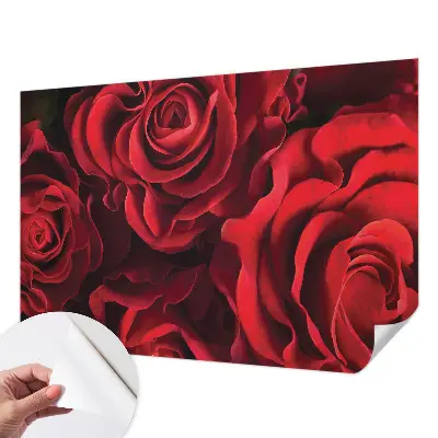 Selbstklebende Fototapete mit rotem Rosenmotiv