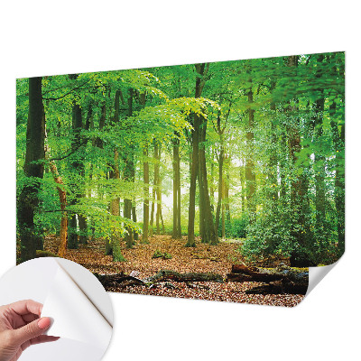 Selbstklebende Fototapete für die Wand mit einem Motiv eines grünen Waldes