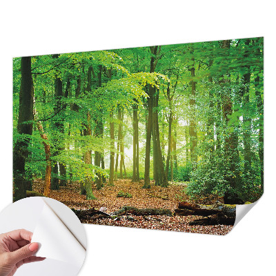 Selbstklebende Fototapete für die Wand mit einem Motiv eines grünen Waldes