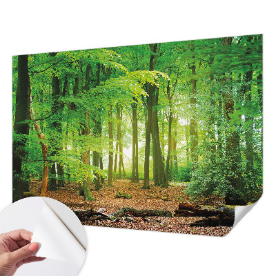 Selbstklebende Fototapete für die Wand mit einem Motiv eines grünen Waldes