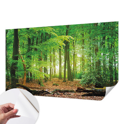 Selbstklebende Fototapete für die Wand mit einem Motiv eines grünen Waldes