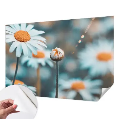 Selbstklebende Fototapete fürs Kinderzimmer mit Motiv einer Kamillenblüte in warmen Farben