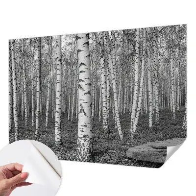 Selbstklebende Fototapete fürs Kinderzimmer mit Birkenwald-Motiv
